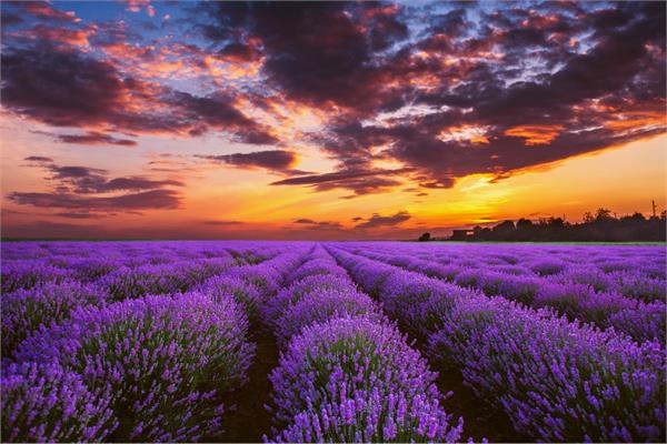 Lavender Tranquility