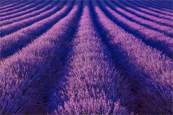 Lavender Tranquility Blend