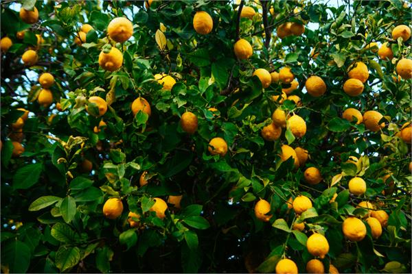 Lemon Petitgrain Essential Oil