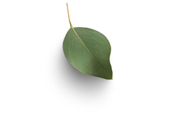 Lemon Scented Eucalyptus Essential Oil