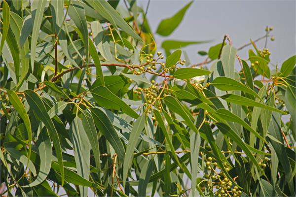 Lemon Scented Eucalyptus Essential Oil