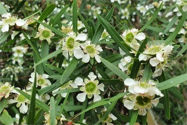 Lemon Scented Tea Tree Essential Oil