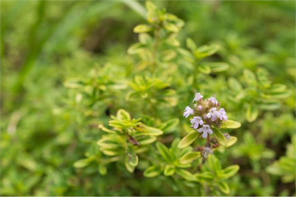 Lemon Thyme Essential Oil 