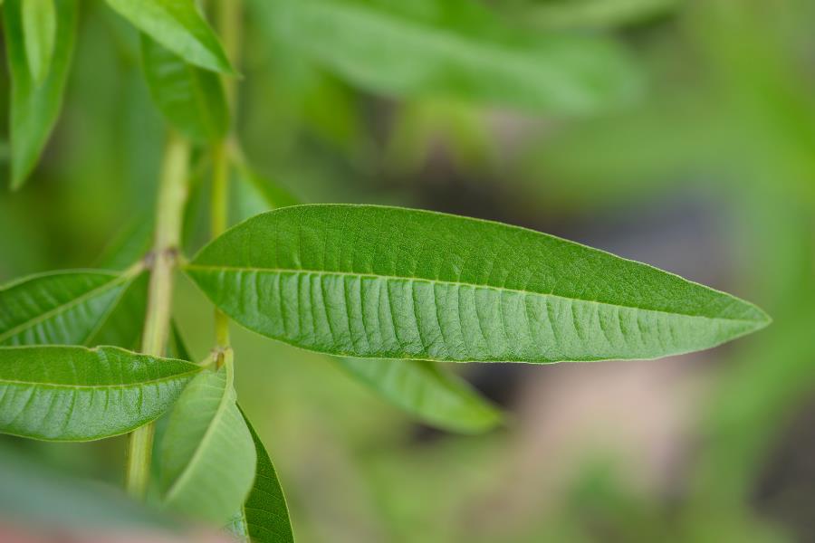 Lemon Verbena from Ahimsa Oils