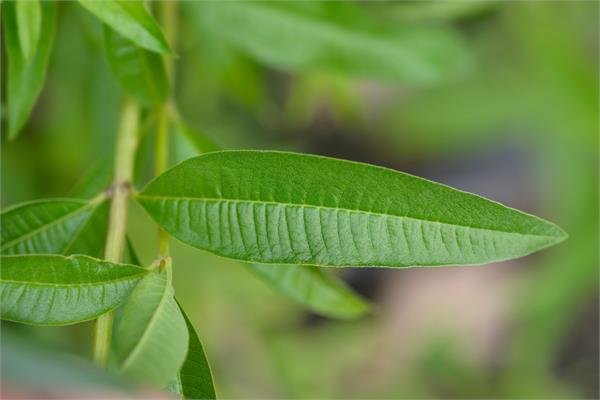 Lemon Verbena Essential Oil