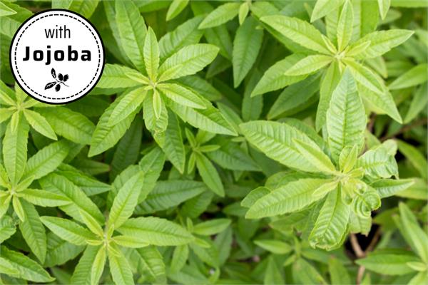 Lemon Verbena in Jojoba