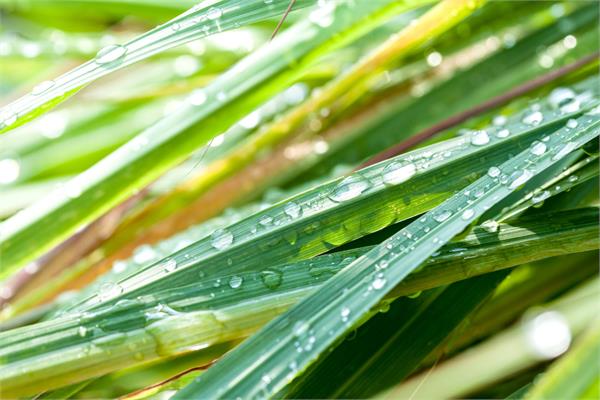 Lemongrass Essential Oil