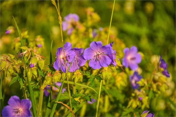 Lemongrass & Geranium