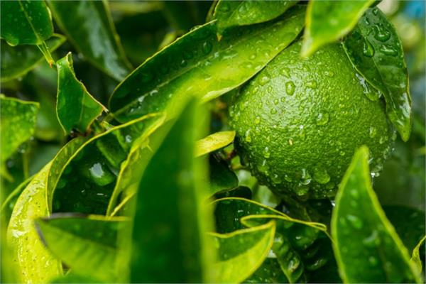 Lime Essential Oil (Cold Pressed)