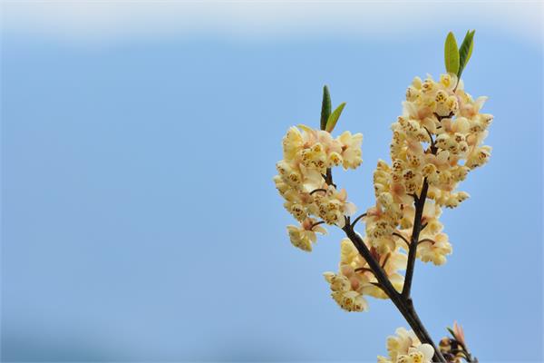 Litsea Essential Oil (May Chang)