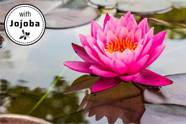 Lotus, Pink in Jojoba