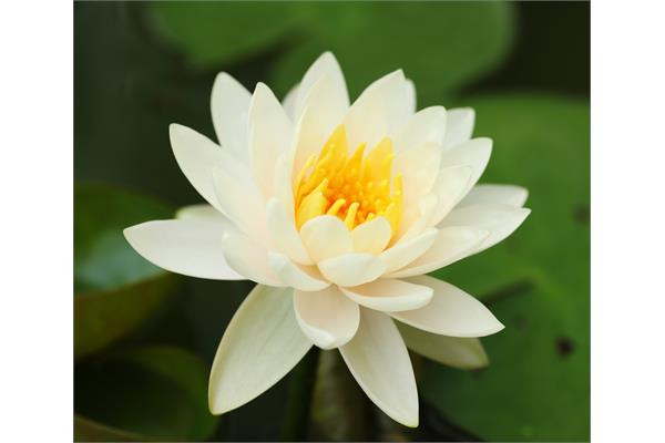 Lotus, White in Jojoba