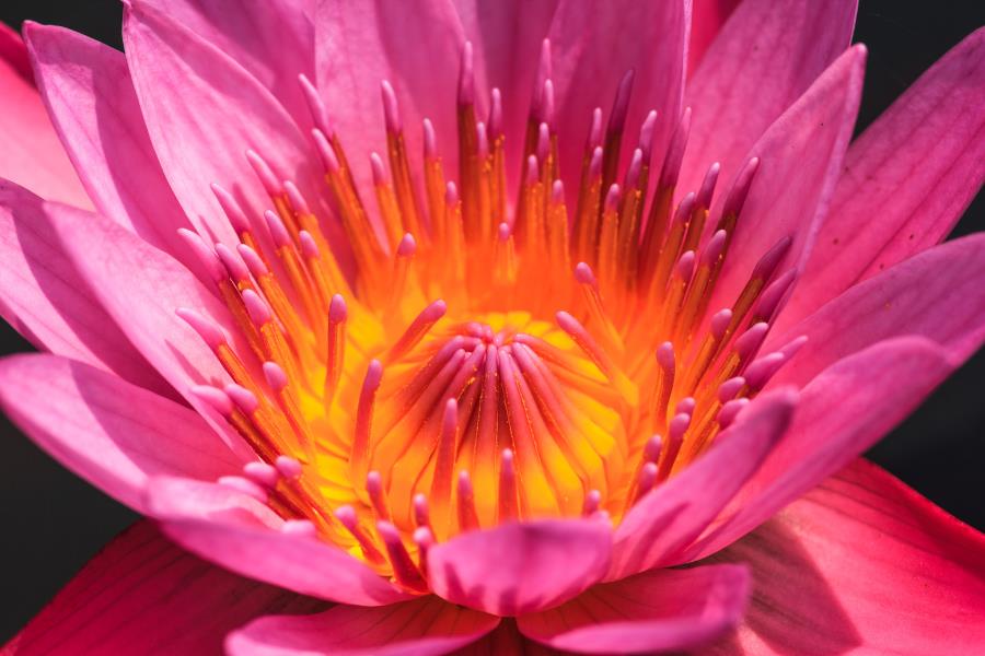 Lotus Flower Essential Oil (Pink) from Ahimsa Oils