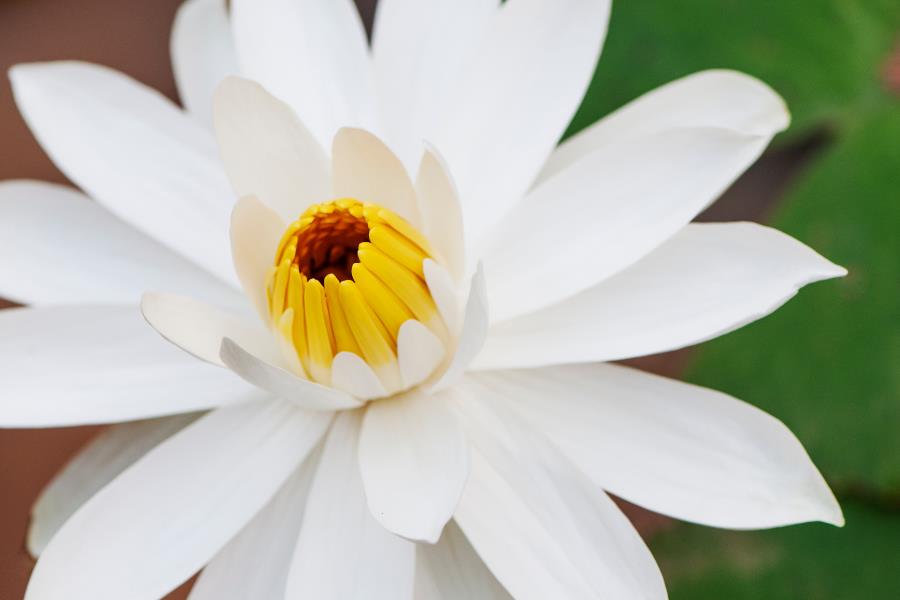 Lotus Flower Essential Oil (White) OUT OF STOCK from