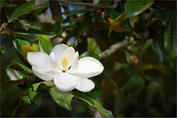Magnolia, Flower Essential Oil