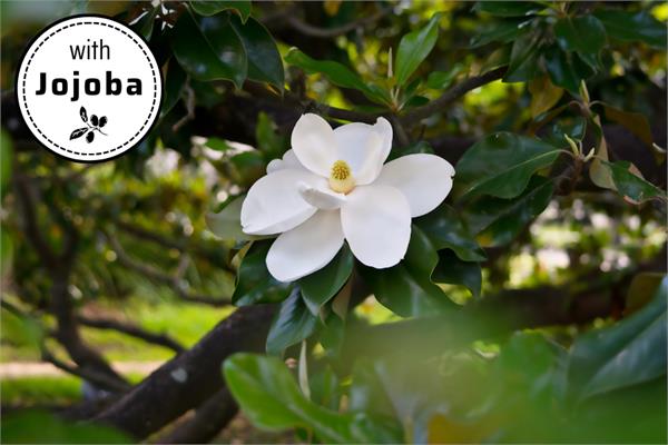Magnolia Flower in Jojoba