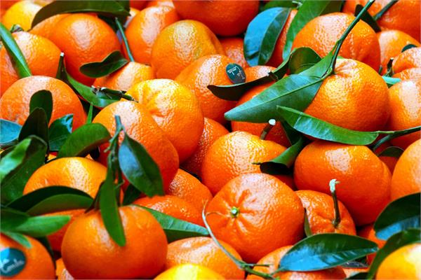 Mandarin Essential Oil, Red