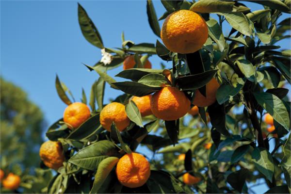 Mandarin Petitgrain Essential Oil