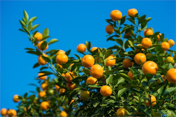 Mandarin Tranquility