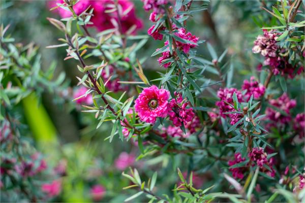 Manuka Essential Oil
