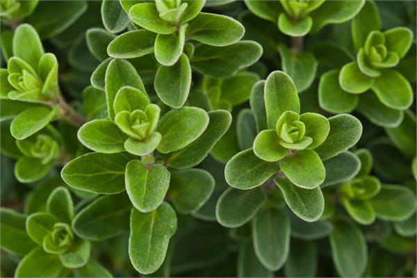 Marjoram Essential Oil, Sweet