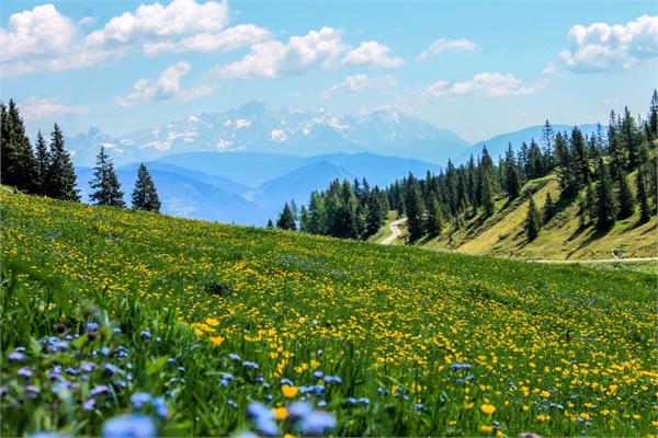 Meadow