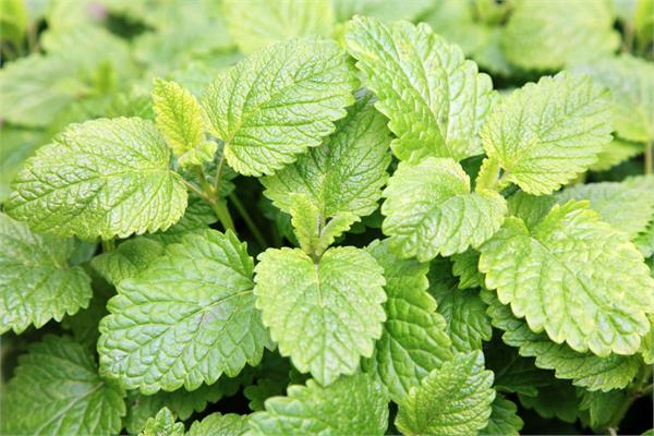 Melissa Essential Oil (Serbia)