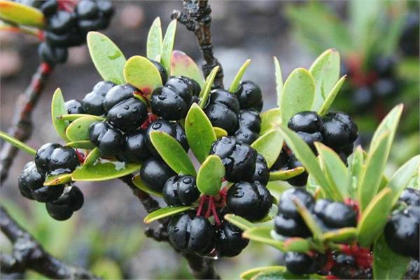 Mountain Pepper Essential Oil