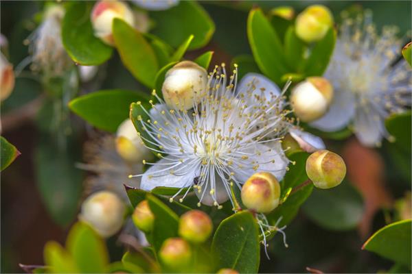 Myrtle Essential Oil