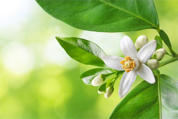 Neroli Bigarade Essential Oil