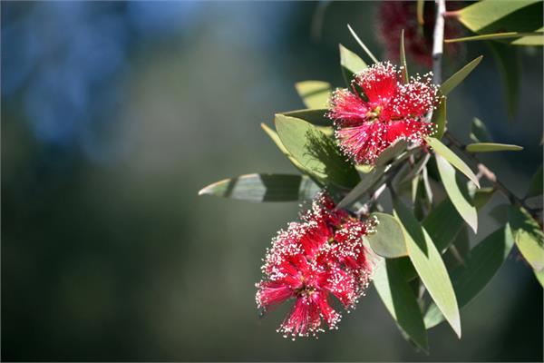 Niaouli Essential Oil