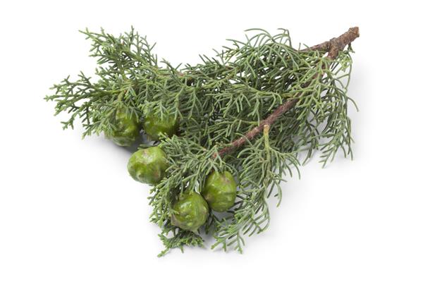 Nootka Essential Oil-5ml size only