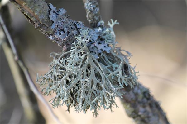 Oakmoss Absolute, Green