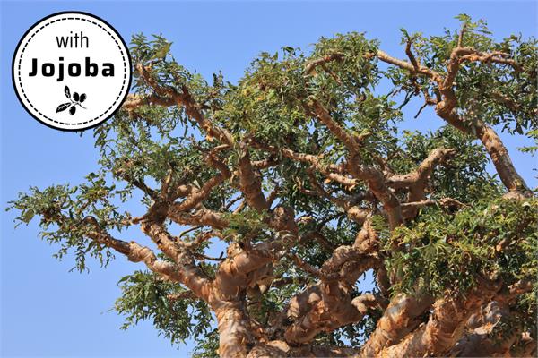 Olibanum in Jojoba