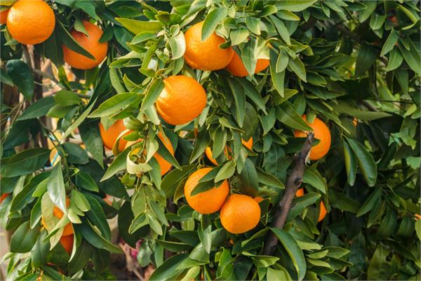 Orange Essential Oil, Bitter