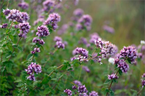 Oregano Essential Oil