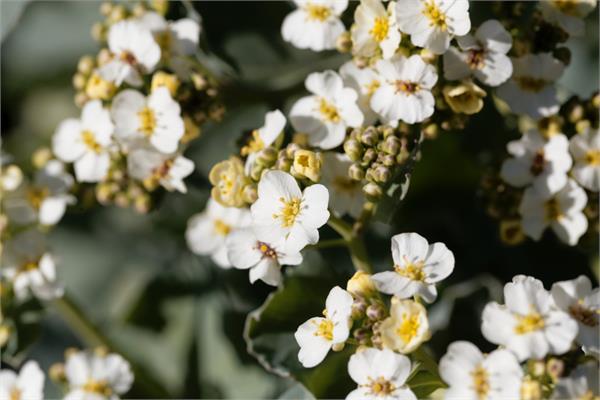 Organic Abyssinian Seed Oil