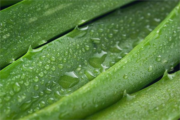 Organic Aloe Vera Gel Extract