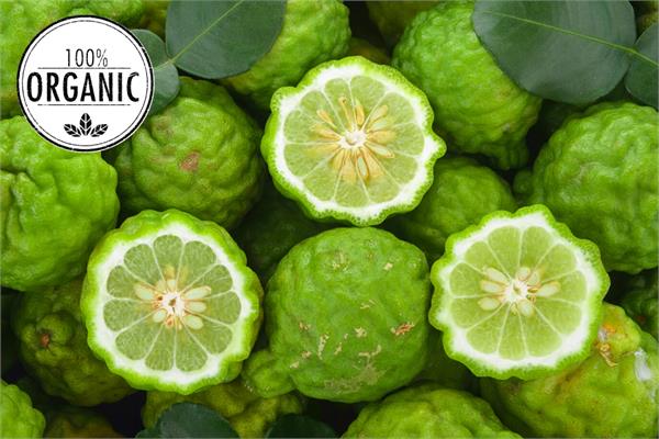 Organic Bergamot Essential Oil