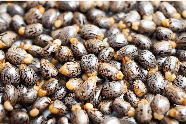 Organic Castor Oil