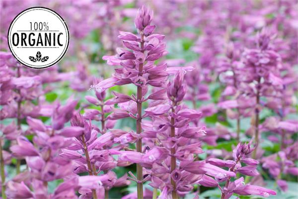 Organic Clary Sage Essential Oil 