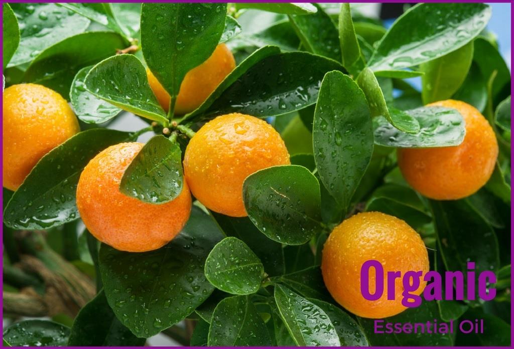 organic clementines organic clementines