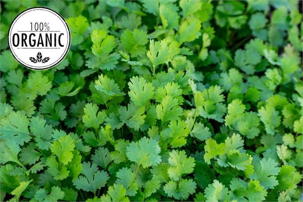 Organic Coriander Essential Oil