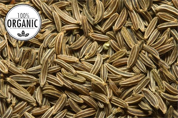 Organic Cumin Seed Essential Oil