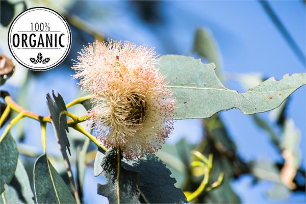 Organic Eucalyptus, Blue Mallee Essential Oil