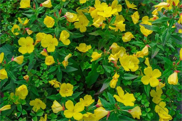 Organic Evening Primrose Infused Oil