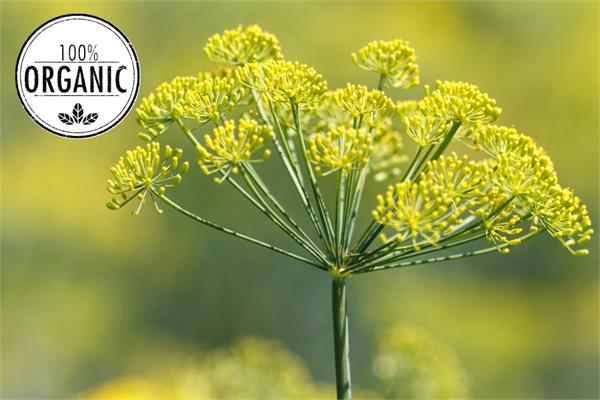 Organic Fennel Essential Oil