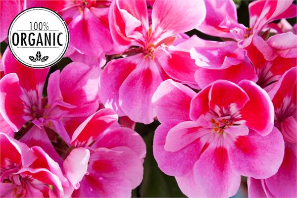 Organic Geranium Essential Oil