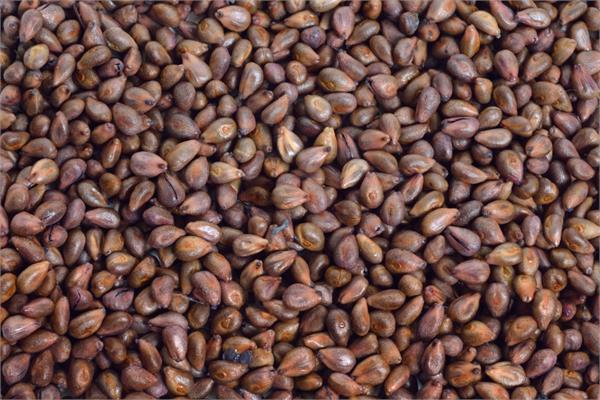 Organic Grapeseed Oil