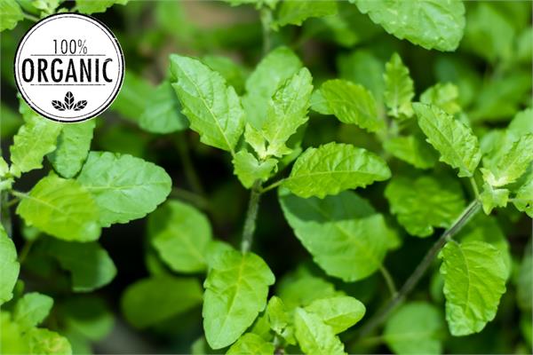 Organic Holy Basil Essential Oil 